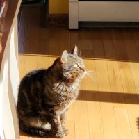 Yalesville Veterinary Hospital ico
