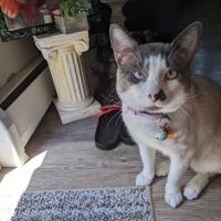 Connecticut Veterinary Center ico