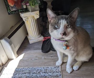 Connecticut Veterinary Center