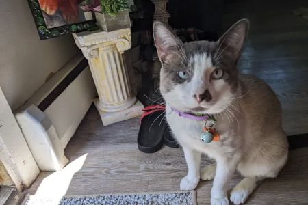 Connecticut Veterinary Center