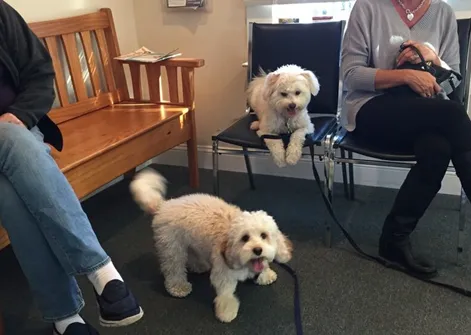 Connecticut Veterinary Center 12