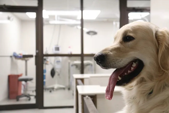 Meriden Animal Hospital 12