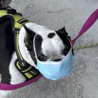 Meriden Animal Hospital ico