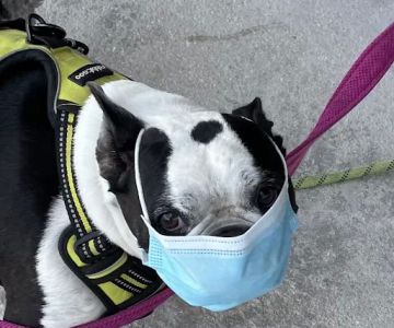 Meriden Animal Hospital