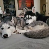 East Side Veterinary Clinic ico