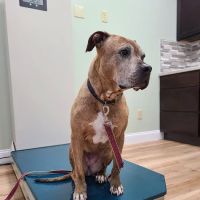 Small Animal Surgical Service of CT ico
