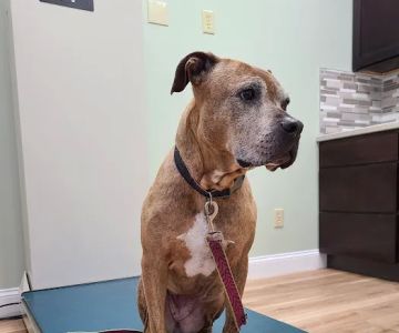 Small Animal Surgical Service of CT