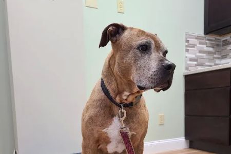 Small Animal Surgical Service of CT