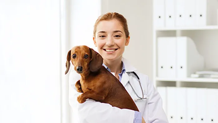 Orange Veterinary Hospital 12