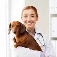Orange Veterinary Hospital ico