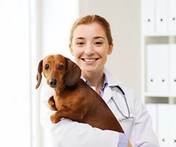 Orange Veterinary Hospital