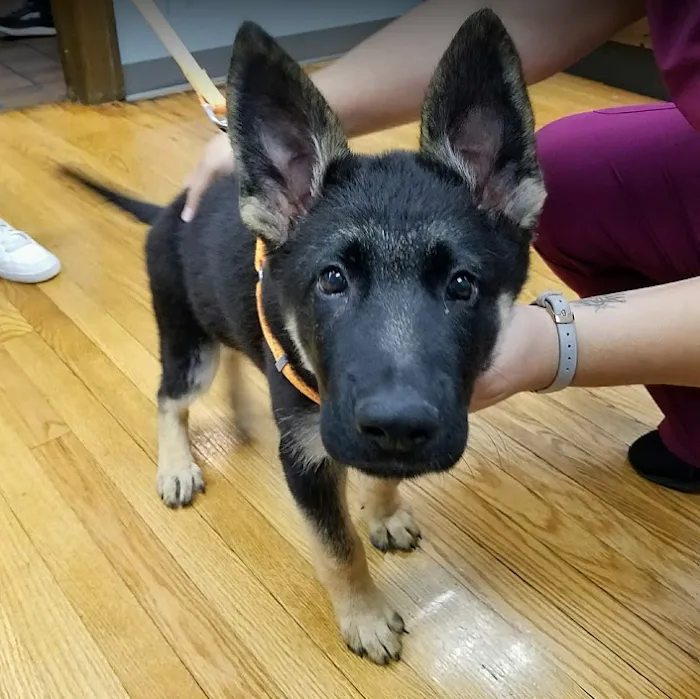 Spring Glen Veterinary Clinic 12