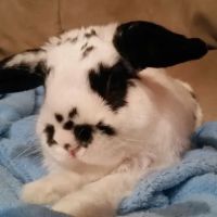 Spring Glen Veterinary Clinic ico