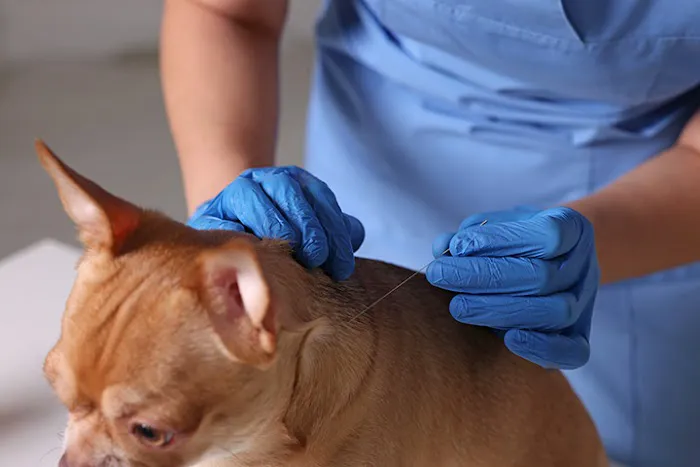 Central Hospital For Veterinary Medicine 12