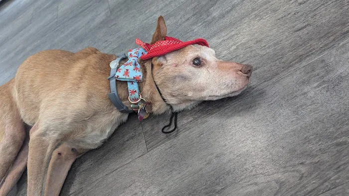 Ridgehill Animal Hospital 12