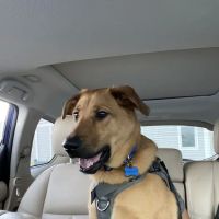 Ridgehill Animal Hospital ico