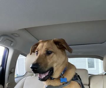 Ridgehill Animal Hospital