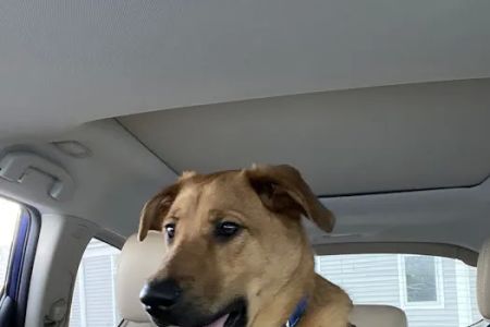 Ridgehill Animal Hospital