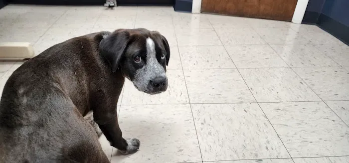 North Haven Animal Hospital 12