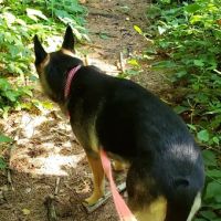 North Haven Animal Hospital ico