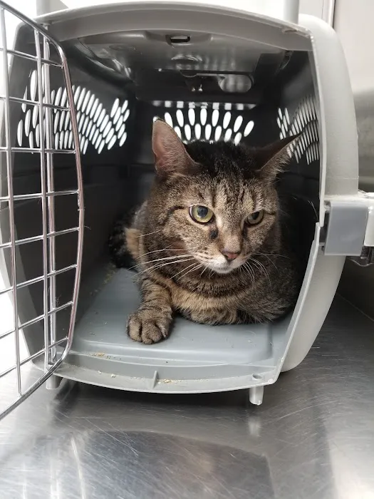 North Haven Animal Hospital 12
