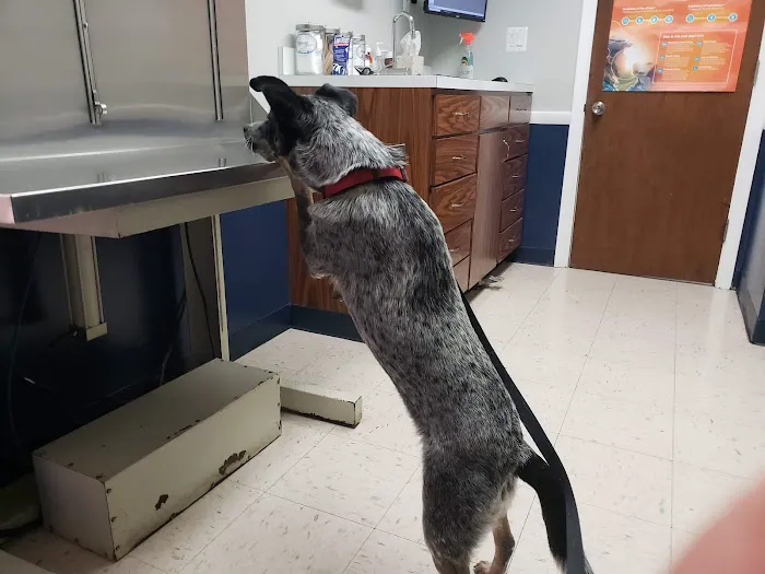 North Haven Animal Hospital 12