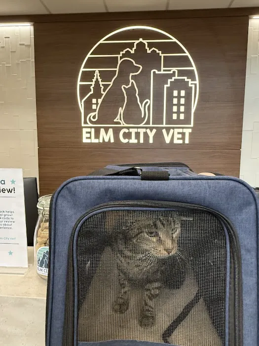 Elm City Vet 12