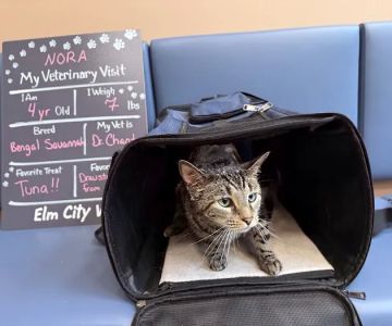 Elm City Vet