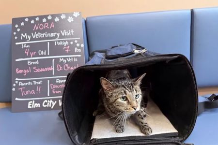 Elm City Vet