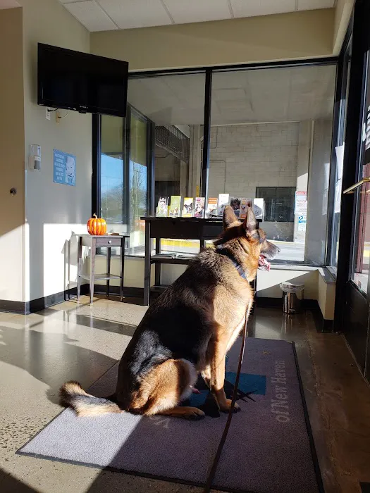 Veterinary Wellness Center of New Haven 8