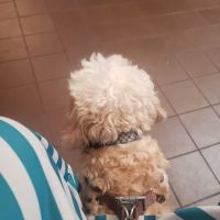West Haven Animal Clinic ico