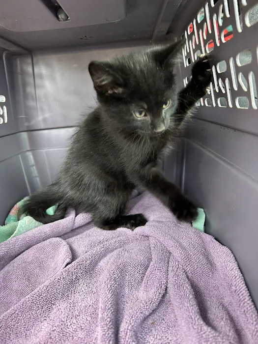 West Haven Animal Clinic 12