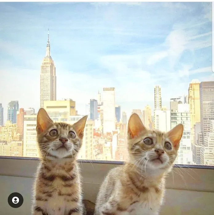 Brooklyn Bengals Connecticut 12