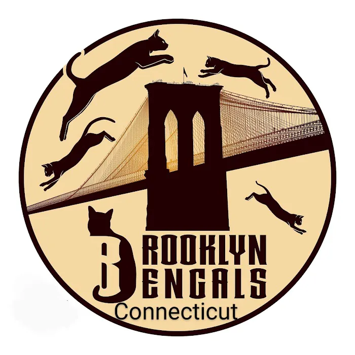 Brooklyn Bengals Connecticut 12