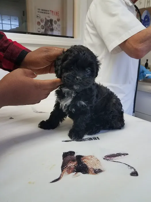 Angel Animal Hospital 12