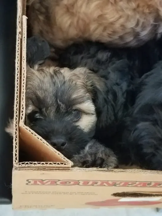 Angel Animal Hospital 12