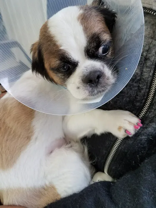 Angel Animal Hospital 12