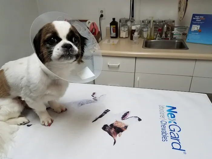Angel Animal Hospital 12
