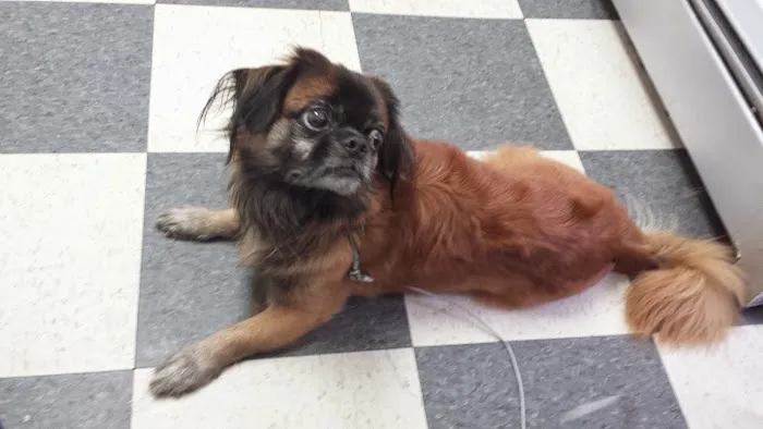 Angel Animal Hospital 12