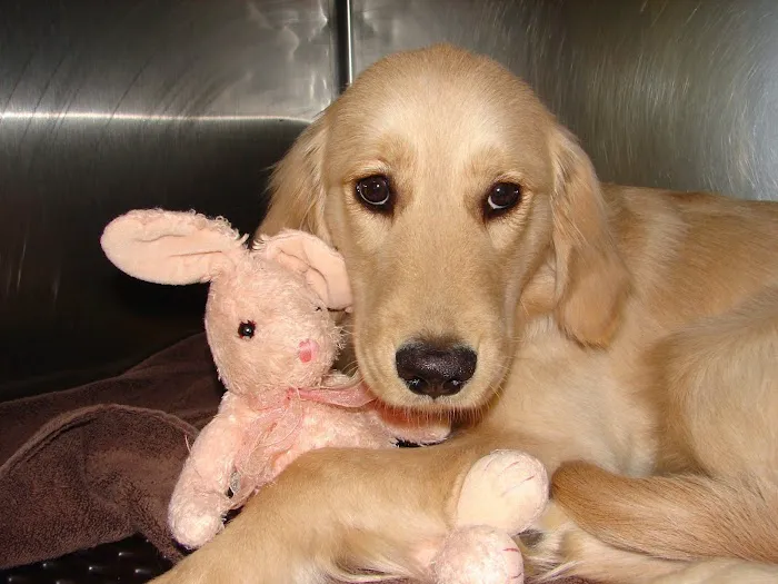 Armadale Animal Hospital 12