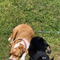 Bayleaf Veterinary Hospital ico