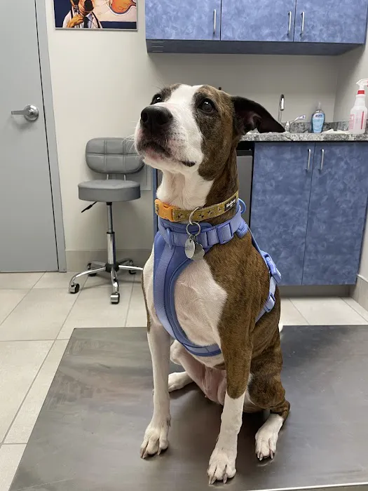 Bayleaf Veterinary Hospital 12