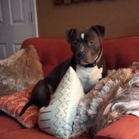 Banfield Pet Hospital ico