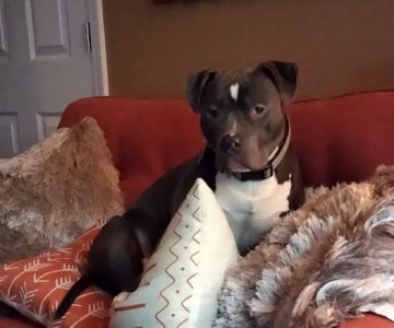 Banfield Pet Hospital