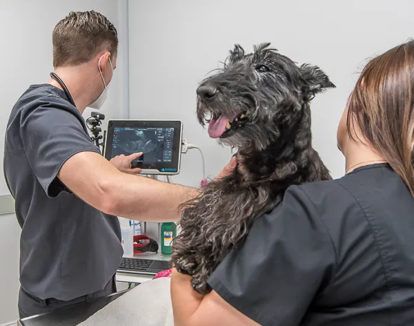 VetMed Alliance 12