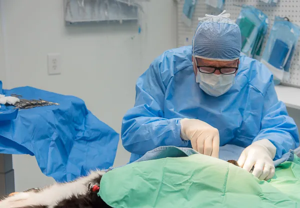 VetMed Alliance 12