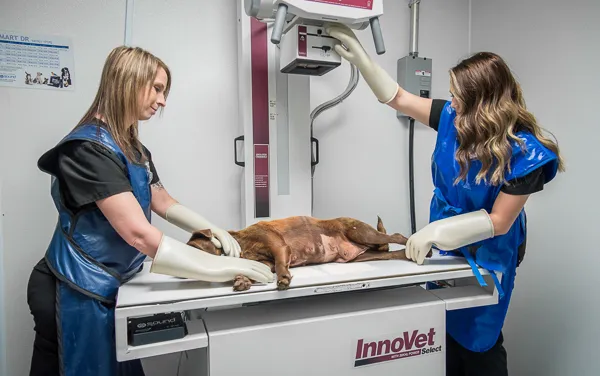 VetMed Alliance 12