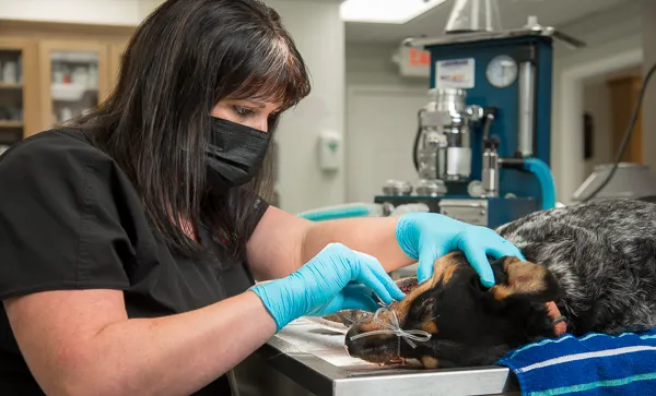 VetMed Alliance 12