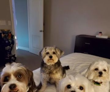 Banfield Pet Hospital