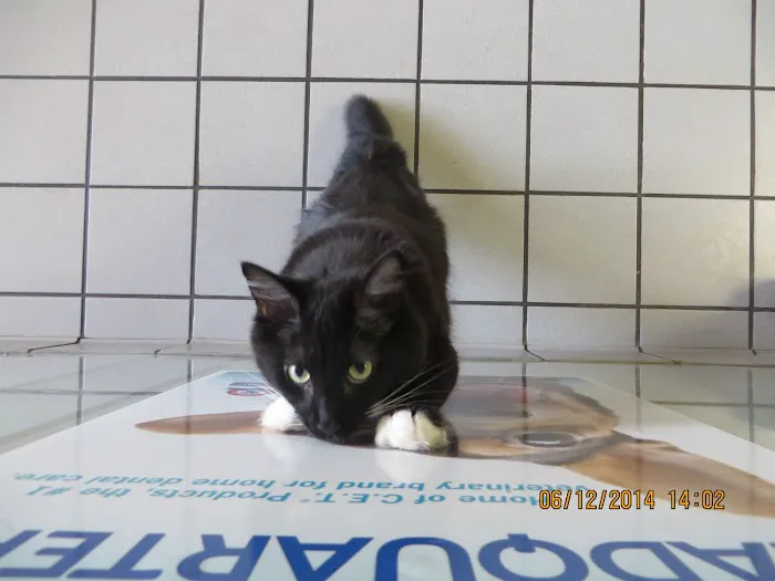 Six Forks Animal Hospital 12